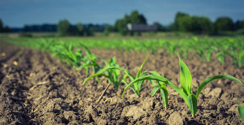 Фахівці розповіли, як боротися із бур’янами у посівах кукурудзи
