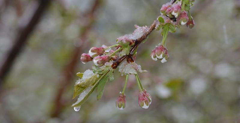 Негода знищила третину врожаю у черешневих садах Мелітополя