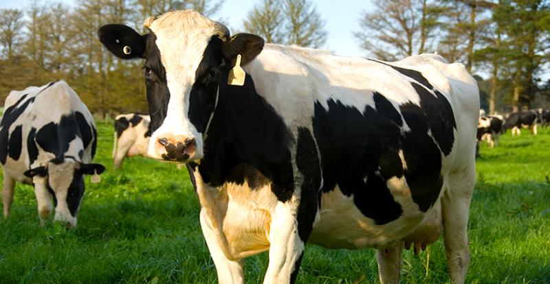 В українських господарствах збільшуєтся чисельність худоби голштинської породи