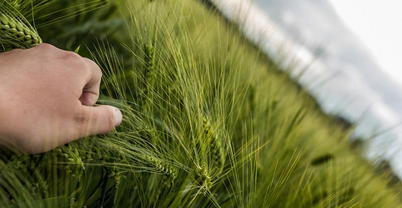 Аналітики спрогнозували ціни на фуражне зерно 