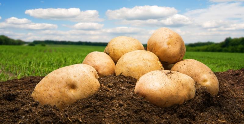 В Україні різко впала ціна молодої картоплі