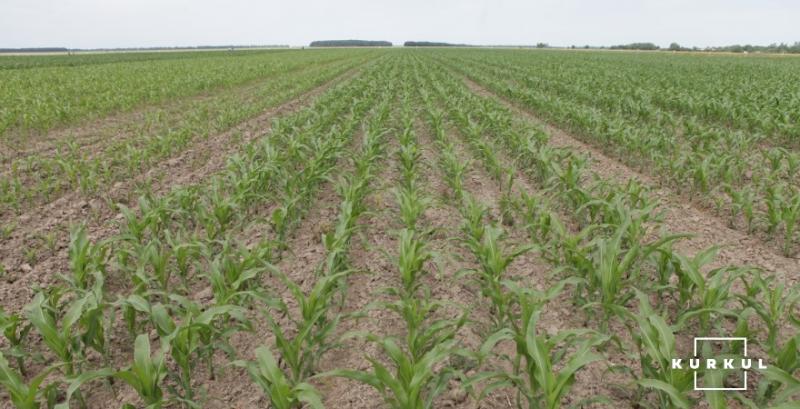 На Полтавщині завершується посівна кукурудзи