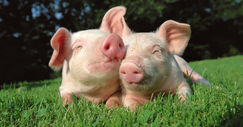 В Україні зросли ціни на живець свиней на 6%