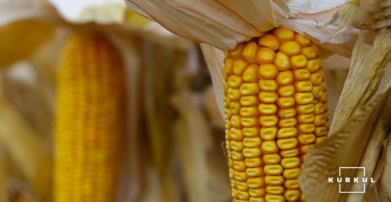 Світові ціни на зерно за місяць зросли на понад 36% — FAO