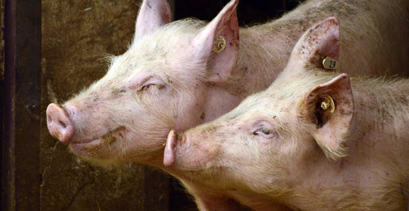 Україна вдвічі зменшила імпорт живих свиней