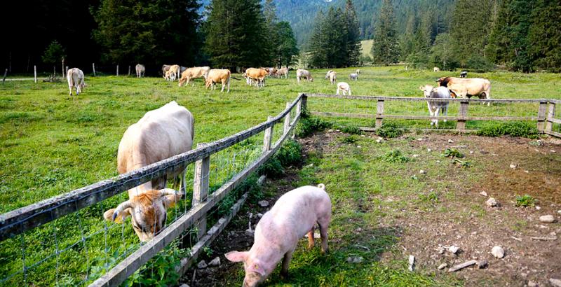 М’ясна галузь України закликає повернути ПДВ 20% на живих свиней та ВРХ