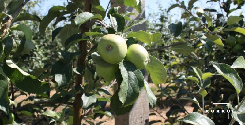 У Польщі прогнозують нижчий врожай яблук за торішній