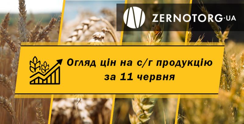 Ціни на зернові та олійні — огляд за 11 червня від Zernotorg.ua