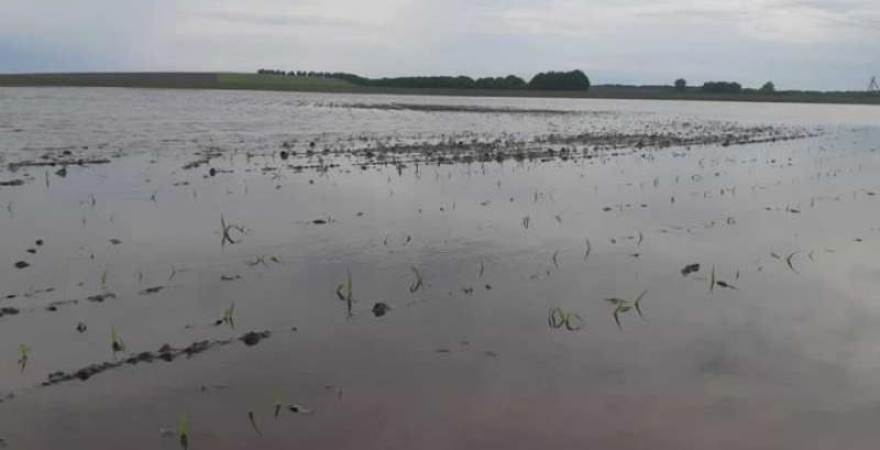 Фермер з Луганщини через зливу втратив 130 га кукурудзи та соняшника 