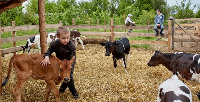 На Полтавщині та Сумщині відкриються перші сімейні молочні ферми 
