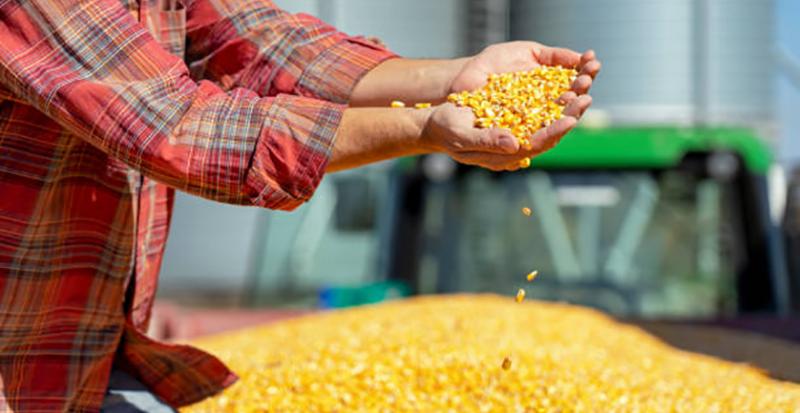 Фахівці розповіли про зміни цін на ринку фуражного зерна