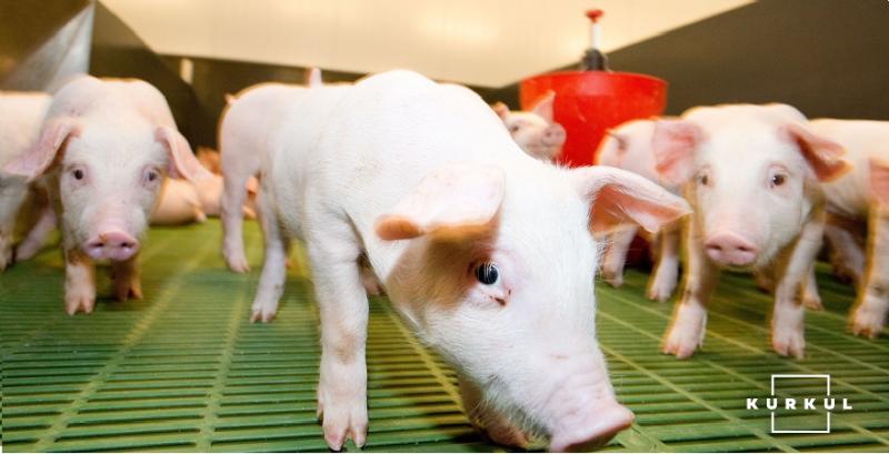 За 5 місяців Україна імпортувала понад 10 тисяч т свинини