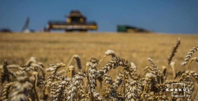 В США зібрано 4% площ озимої пшениці