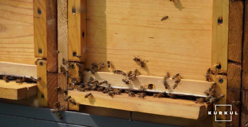 На Волині загинуло близько 200 бджолиних сімей