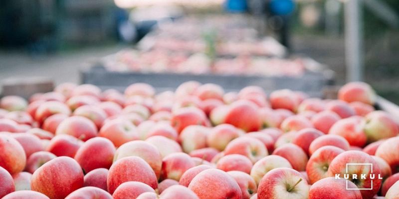 USDA спрогнозувало зменшення світового виробництва яблук