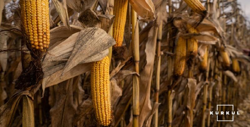 За рік запаси пшениці не змінились, а кукурудзи — збільшились 