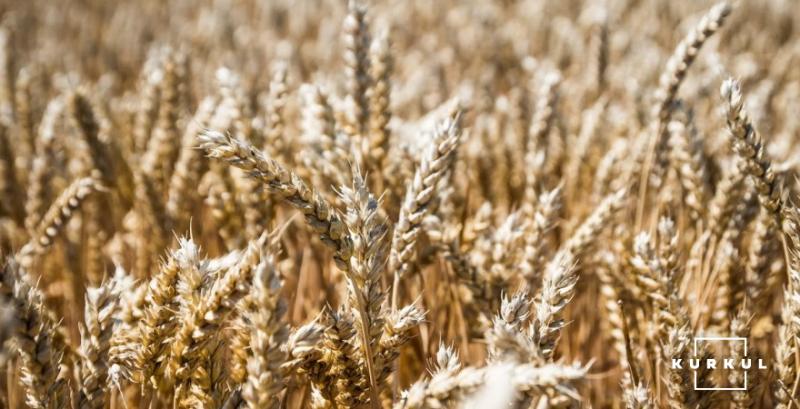 Україна експортувала майже 44 млн т зерна від початку 2020/21 МР