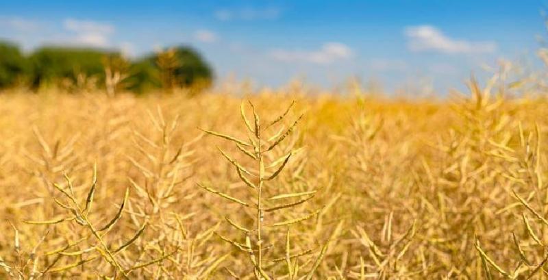 Фахівець розповів про необхідність десикації посівів зернових культур і ріпака