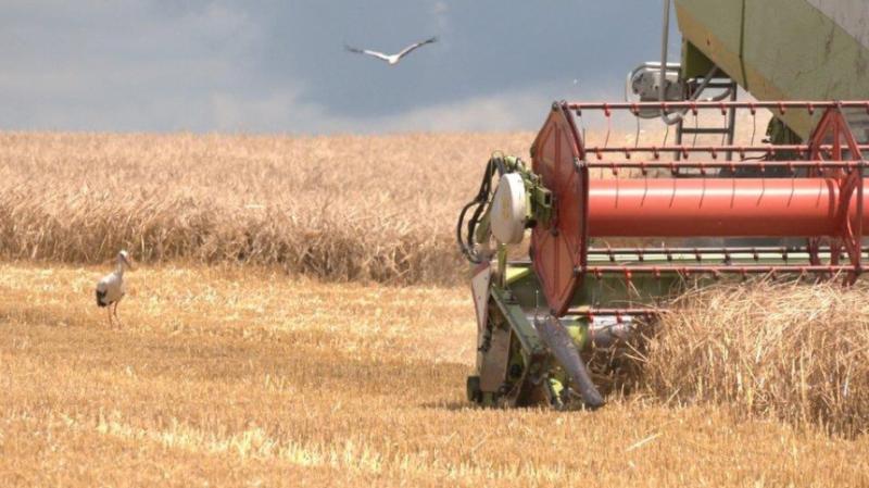 Аграрії США зібрали третину врожаю озимої пшениці