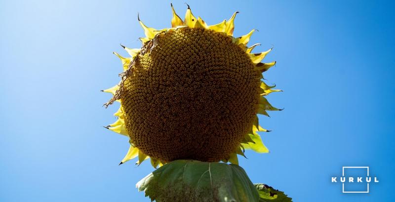 В посівах соняшнику поширюються сисні шкідники 