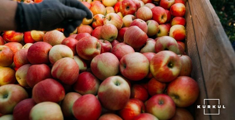 Садівники прогнозують високий врожай яблук в цьому сезоні