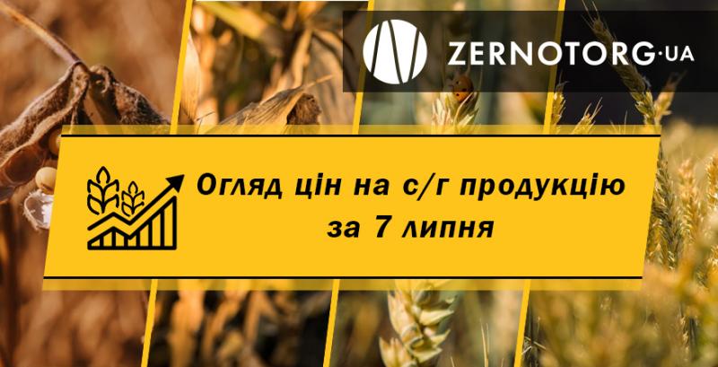В Україні дорожчає ріпак — огляд цін за 7 липня від Zernotorg.ua