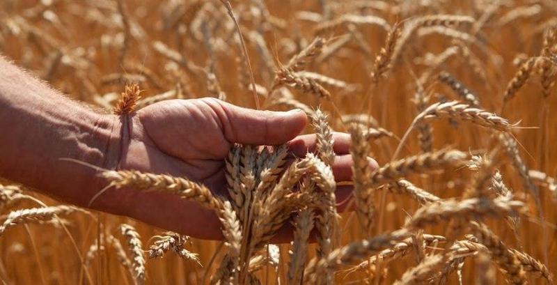 Через старт жнив ціни на зернові активно знижуються