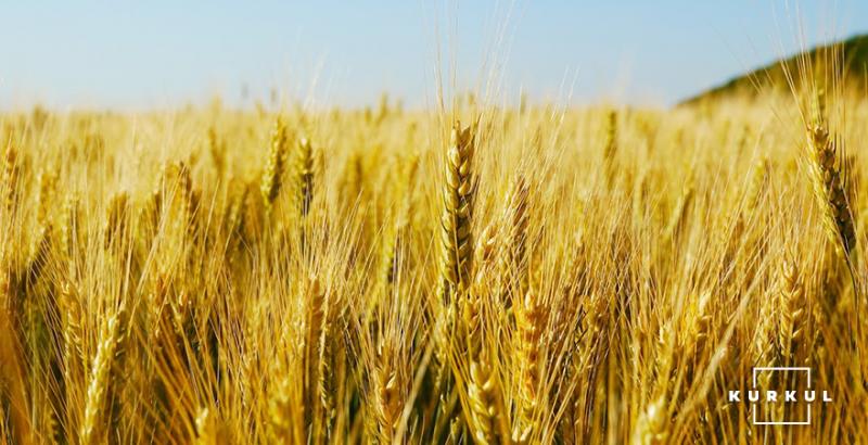 Названо область-лідер з посіву пшениці в Україні