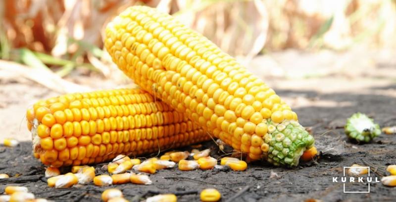 Від початку сезону з України вже експортовано 158 тисяч т кукурудзи