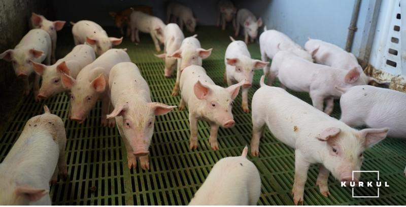 ​За пів року експорт свинини зріс на 61%