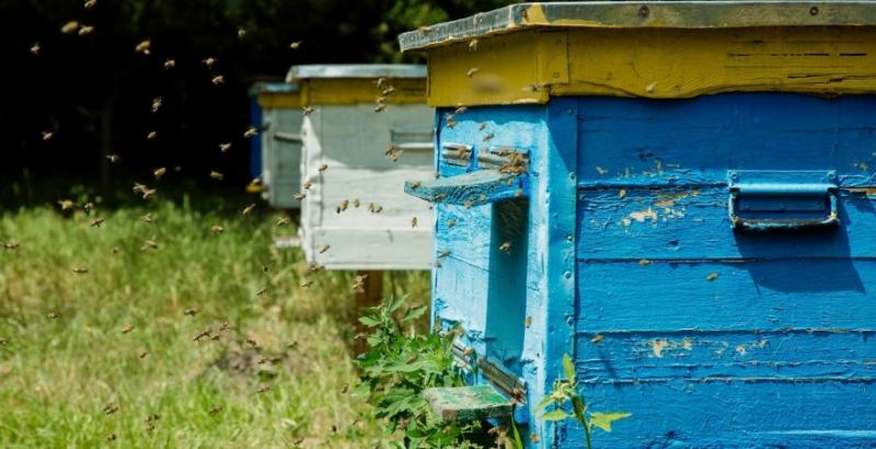 На Хмельниччині зафіксували масову загибель бджіл