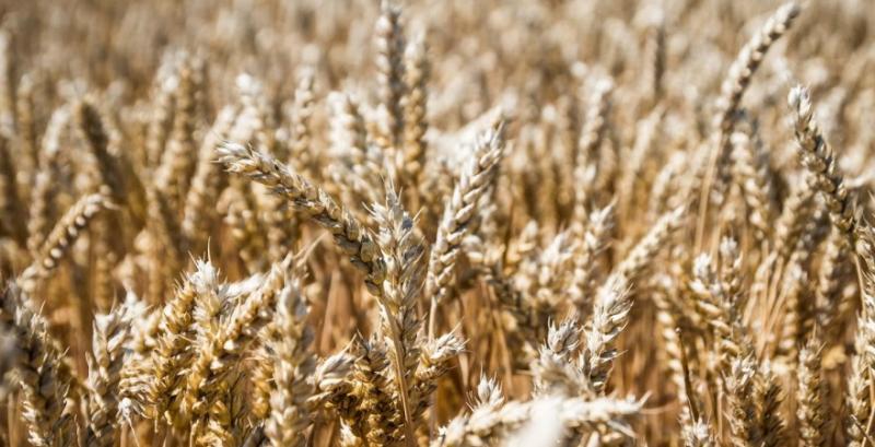 Експерти USDA прогнозують для України зростання виробництва пшениці до 30 млн т