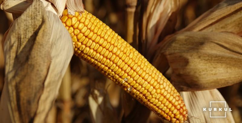 Світове виробництво кукурудзи зросте — прогноз