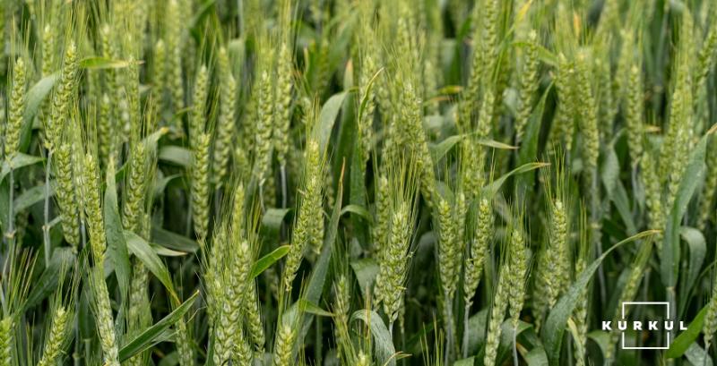Більшість посівів ярої пшениці в США в задовільному стані