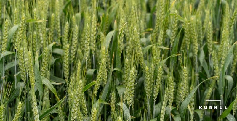 На Луганщині очікують зібрати понад 1 млн тонн зернових