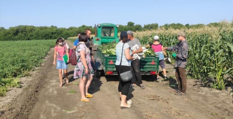 У Запоріжжі фермер залучив до збирання овочів 146 неоформлених працівників