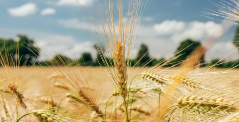 На Одещині зібрано перший мільйон тонн зерна нового врожаю