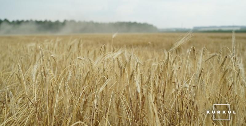 Ціни фуражної пшениці та ячменю зросли через затримку продажів нового врожаю