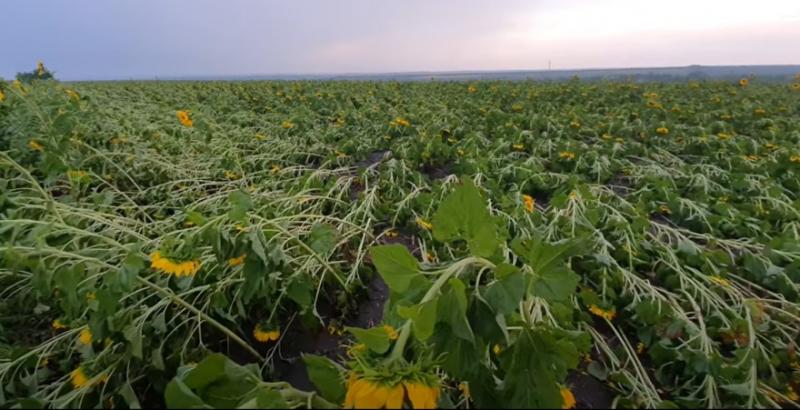 В Україні через ураган повилягали посіви соняшника та кукурудза
