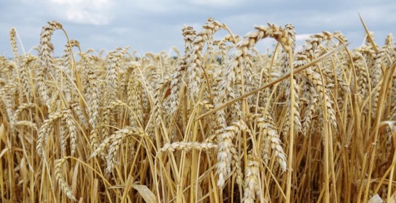 На Хмельниччині середня врожайність зернових понад 5 т/га