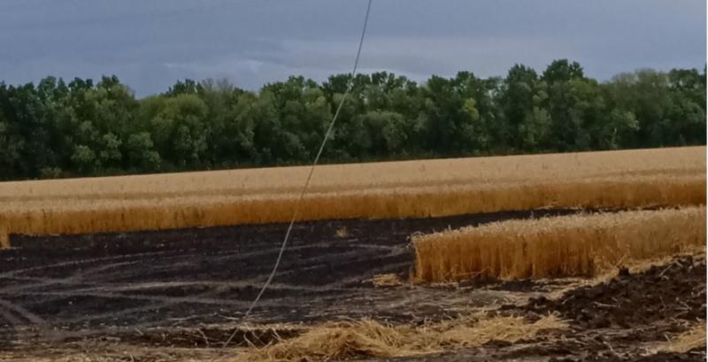 На Харківщині через замикання електричних дротів загорілось пшеничне поле