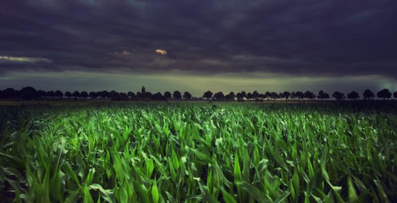 Зливові дощі не вплинуть на врожай зернових в масштабах країни — Адаменко