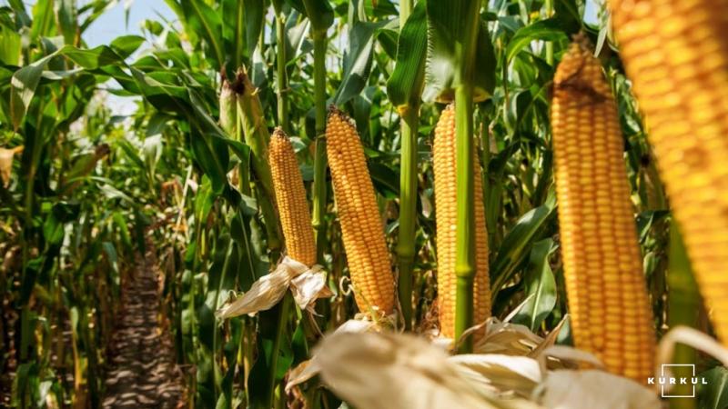 Україна збільшила експорт кукурудзи