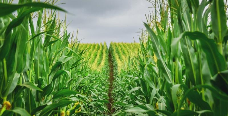 Відсутність захисту кукурудзи може спричинити втрату до 20-30% врожаю