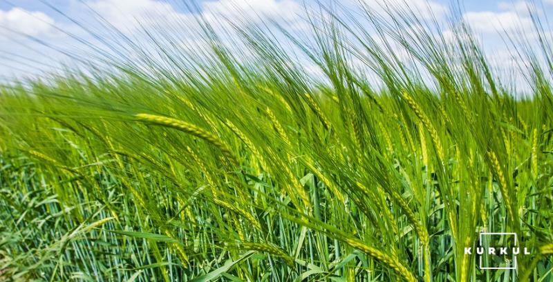 В США стартували жнива ярої пшениці та ячменю
