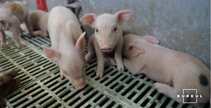 В Україні триває конкурс проєктів із мінімізації антибіотикорезистентності у тваринництві