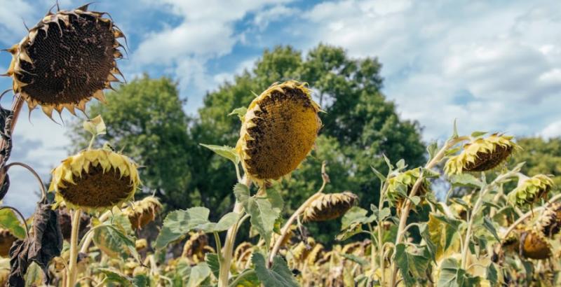 Аграрії Черкащини очікують зібрати рекордний врожай соняшника