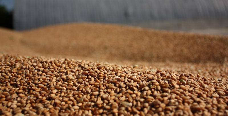 Українські аграрії експортували понад 2 млн т зернових 