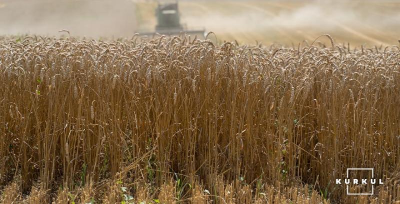 На Вінниччині зафіксовано нерівномірне дозрівання врожаю озимої пшениці