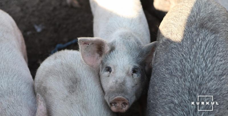 Ціни на живець свиней — прогноз на 2-8 серпня